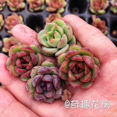 雨滴多肉植物虎鲸贝瑞尼古拉斯全疣石莲冰梅广寒宫罗西玛群生 虎窝淘