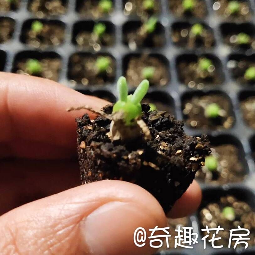 绿紫勋生石花多肉植物组合石生花屁股灯泡组合拼盘碧光环屁屁多肉 - 图3