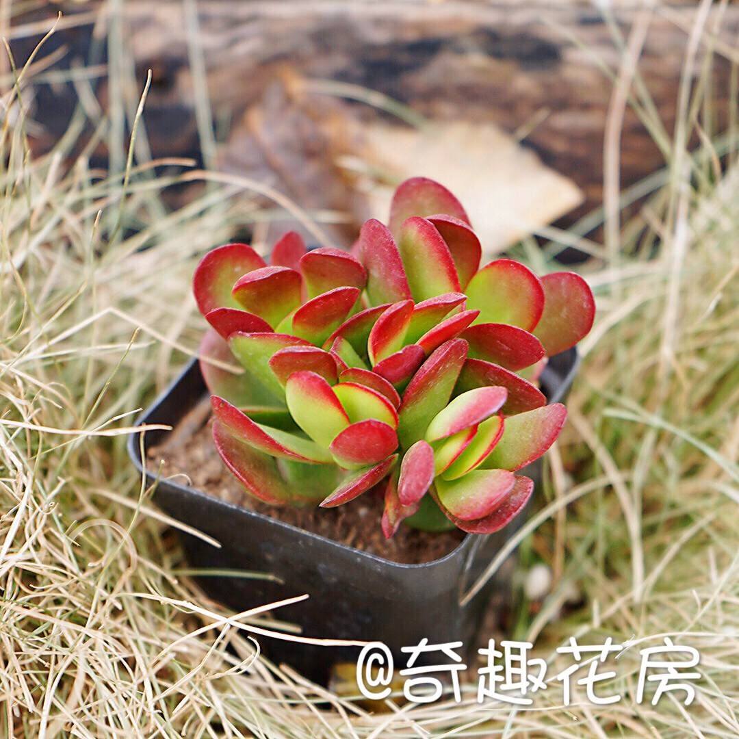 多肉植物 唐印锦广寒宫晚霞 冰梅白月影丸叶红司三色堇群仙女杯 奇趣花房18元包邮 淘优券