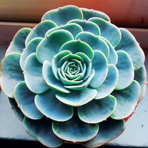 玉蝶老桩多肉植物玉蝶多头群生玉蝶带根大棵莲花座多肉植物单头 - 图0