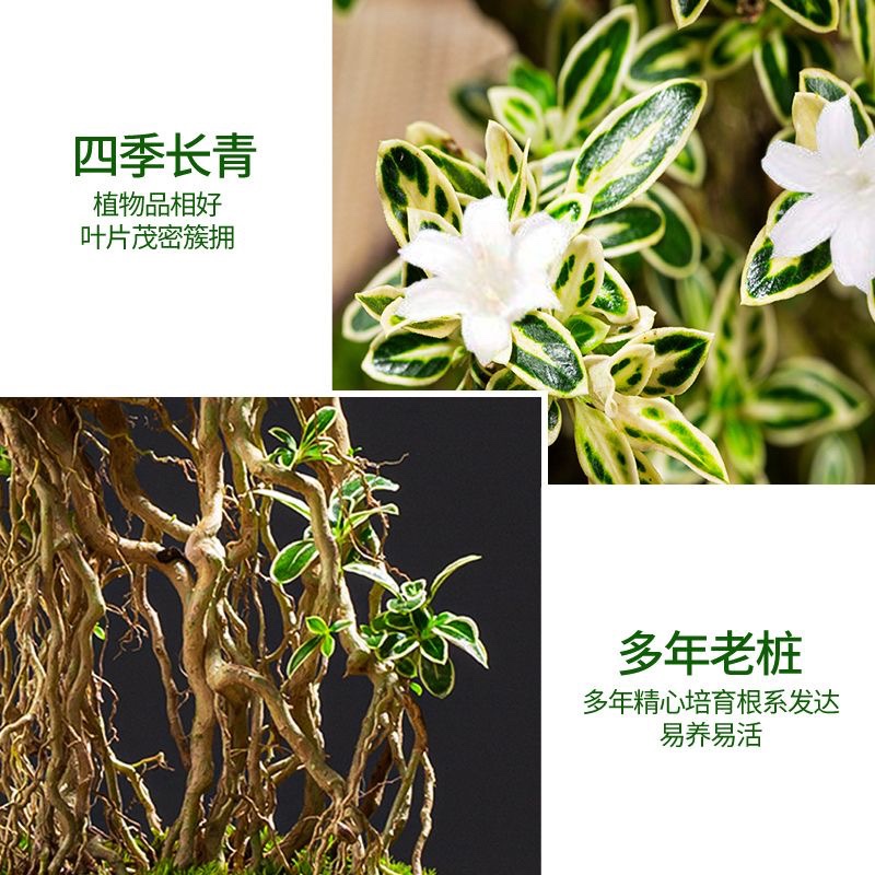 金边六月雪造型绿植盆栽紫砂室内办公室开花新中式桌面茶桌摆件