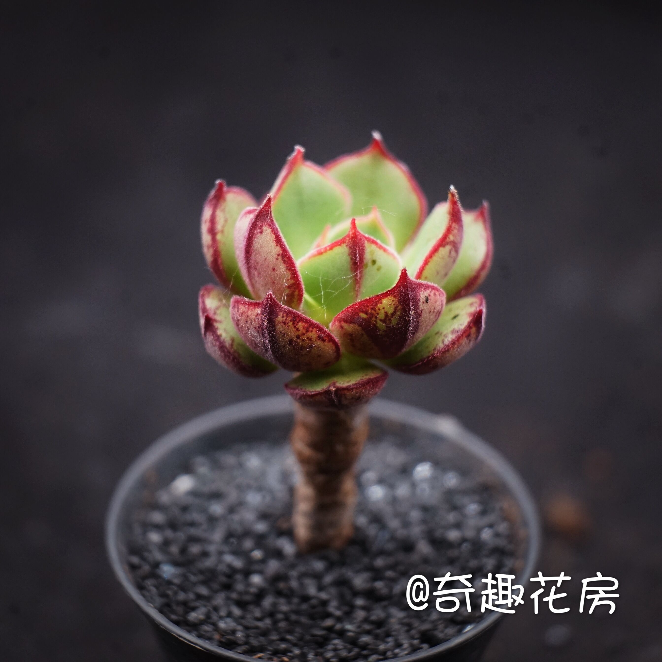 淡雪多肉植物幽灵公主带杆小老桩迷你办公室盆栽绿植酥皮鸭探戈 奇趣花房18元包邮 淘优券 淡雪多肉植物幽灵公主带杆小老桩迷你办公室盆栽绿植酥皮鸭探戈 奇趣花房18元包邮 淘优券