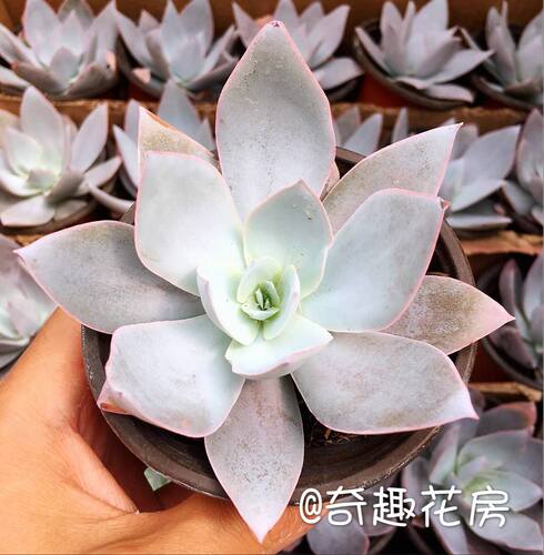 多肉植物蓝光广寒宫晚霞赫拉三仙冰梅白月影贝瑞 央金唐印朱砂痣 - 图0