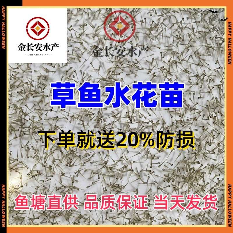 【各种水花鱼苗】鲮鱼水花麦鲮土鲮鱼麦穗鱼红眼鳟水花黄骨鱼水花 - 图2