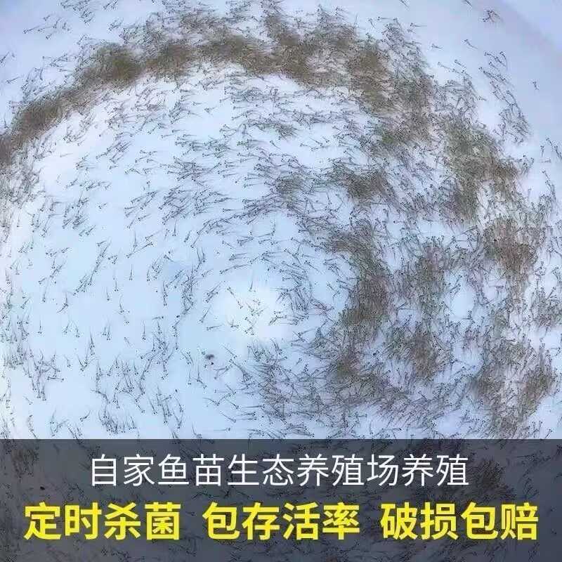 水花鱼苗活体鱼苗淡水养殖鲫鱼草鱼花鲢白鲢鲤鱼翘嘴加州鲈鱼青鱼 - 图1