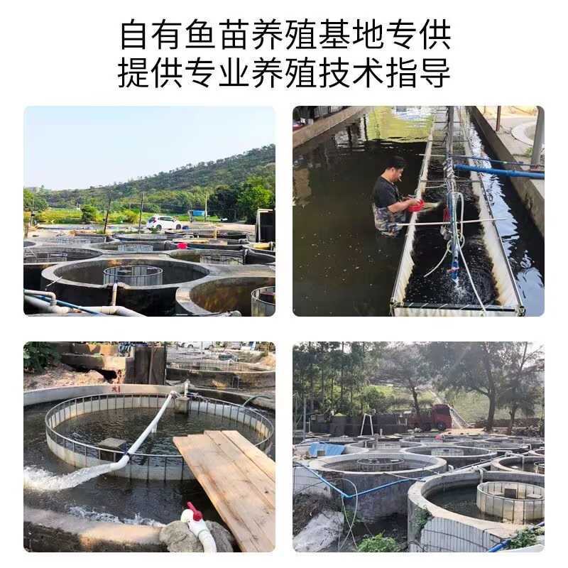 水花鱼苗活体鱼苗淡水养殖鲫鱼草鱼花鲢白鲢鲤鱼翘嘴加州鲈鱼青鱼 - 图3