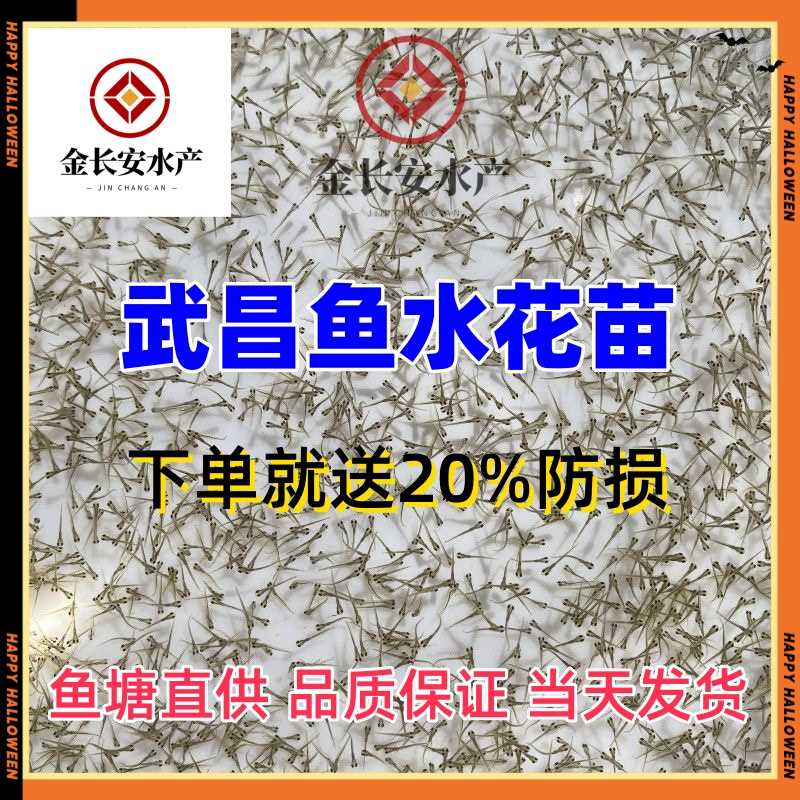 【各种水花鱼苗】鲮鱼水花麦鲮土鲮鱼麦穗鱼红眼鳟水花黄骨鱼水花 - 图0