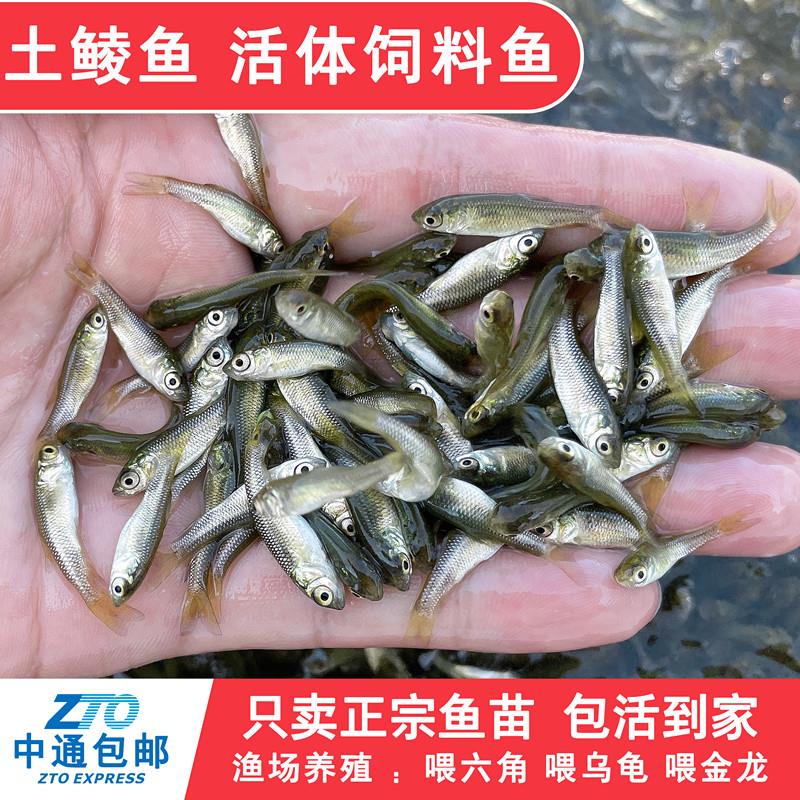 土鲮鱼小鱼苗活体饲料鱼麦穗鱼活鱼喂鳜鱼乌龟喂金龙桂花鲈鱼淡水 - 图3