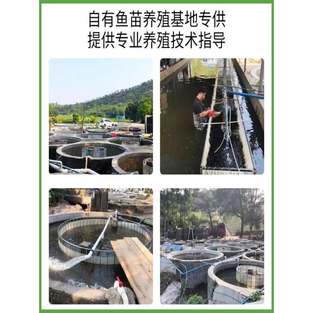 正宗红鲤鱼苗稻花鱼建镜鲤草鱼苗鲫鱼苗花鲢鱼淡水鱼苗红鲤鱼活鱼 - 图2