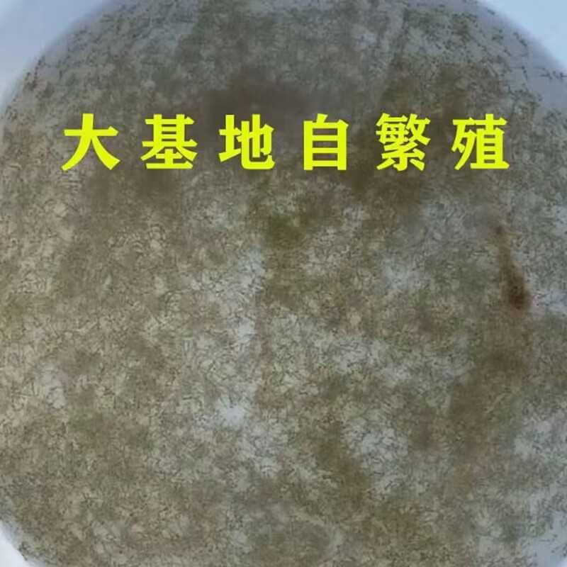 水花鱼苗活体鱼苗淡水养殖鲫鱼草鱼花鲢白鲢鲤鱼翘嘴加州鲈鱼青鱼 - 图2