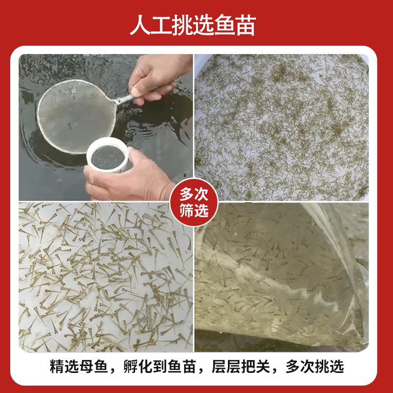 水花鱼苗草鱼鲫鱼鲤鱼花鲢白鲢青鱼鳜鱼黄辣丁翘嘴活体喂鱼饲料 - 图1