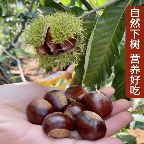 板栗苗树南方北方种植大红袍当年结果地栽特大嫁接板栗树果树果苗