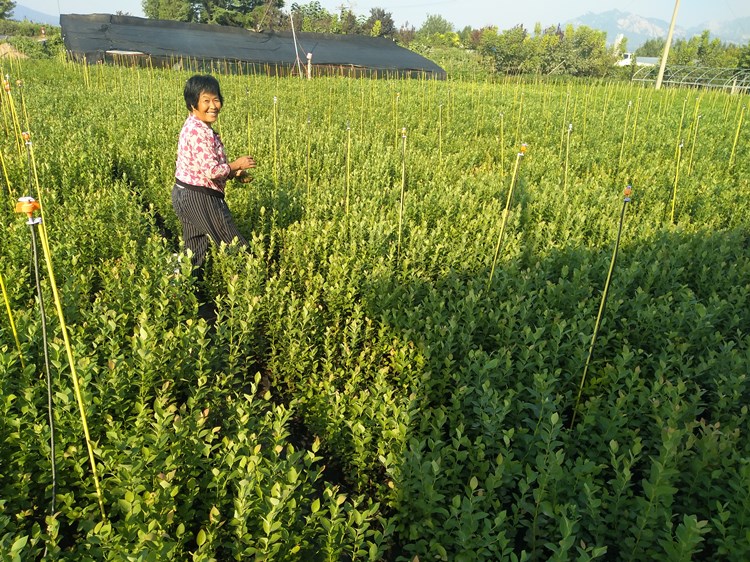 蓝莓树果苗带花苞南北方种植兔眼阳台盆栽地栽当年结果特大蓝莓苗 - 图2