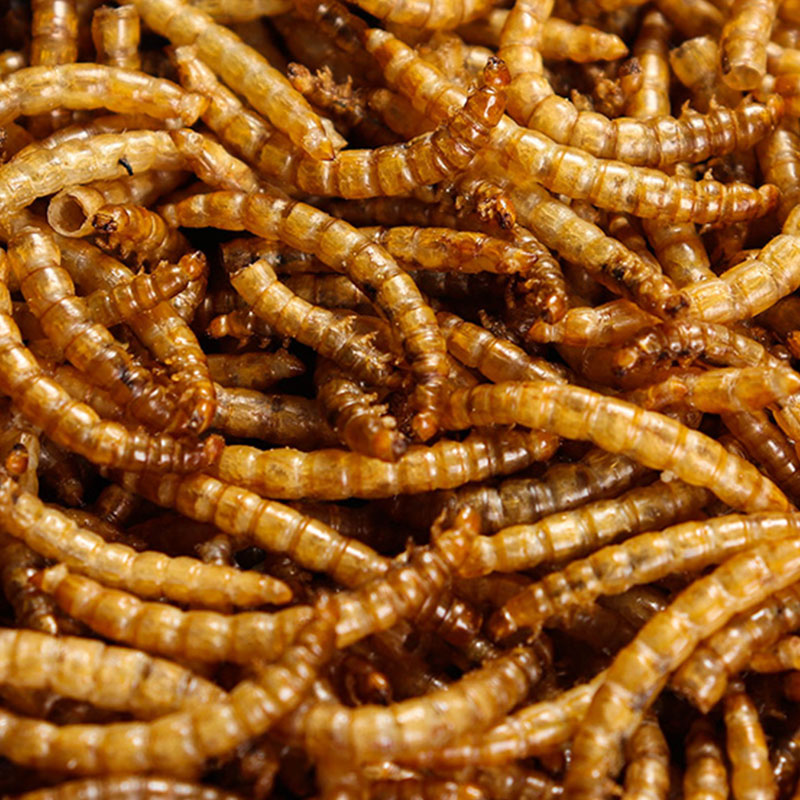 仓鼠零食刺猬金丝熊训练粮食面包黄粉虫干虾干鱼干饲料主食 - 图3