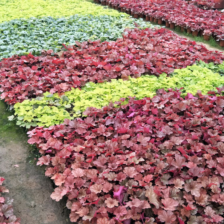 矾根植物盆栽包邮花卉大小苗凡根组合套餐多色观叶绿植庭院耐寒 - 图1