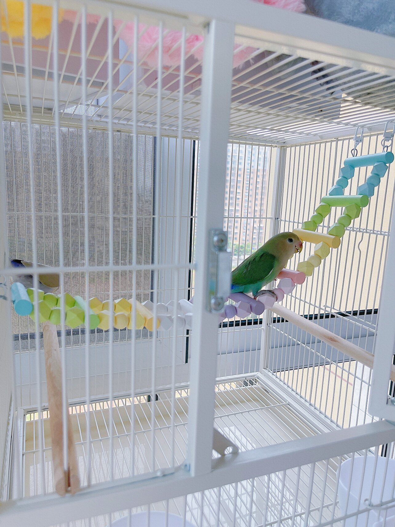 8玖-鹦鹉爬梯秋千手工站杆马卡龙彩虹攀爬云梯宠物鸟玩具牡丹虎皮,淘宝优惠券,粉丝福利购,淘宝优惠卷