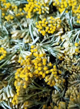 永久花痘印改善黑眼圈疏通纯露