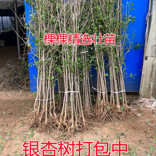 金叶银杏树苗白果活苗庭院别墅绿化苗木行道树银杏大树南北方种植 - 图3