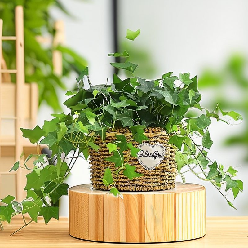 创意田园绿萝蝴蝶兰花盆编织花盆草编花篮藤编花盆插花篮多肉盆栽,淘宝优惠券,粉丝福利购,淘宝优惠卷