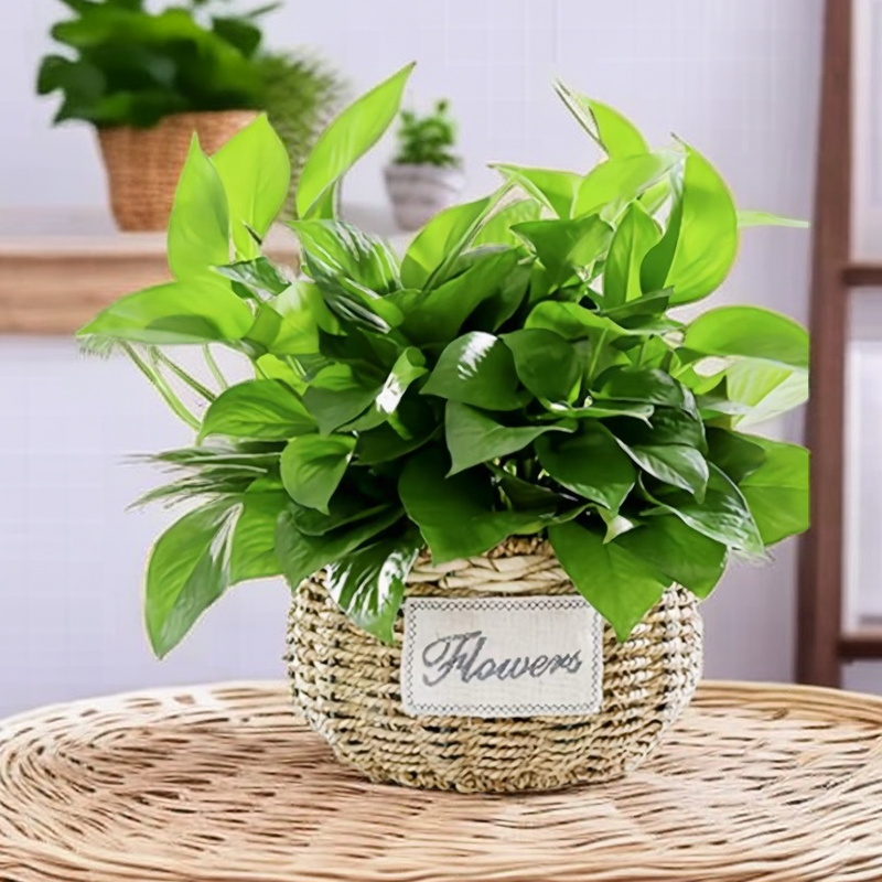 创意田园绿萝蝴蝶兰花盆编织花盆草编花篮藤编花盆插花篮多肉盆栽,淘宝优惠券,粉丝福利购,淘宝优惠卷