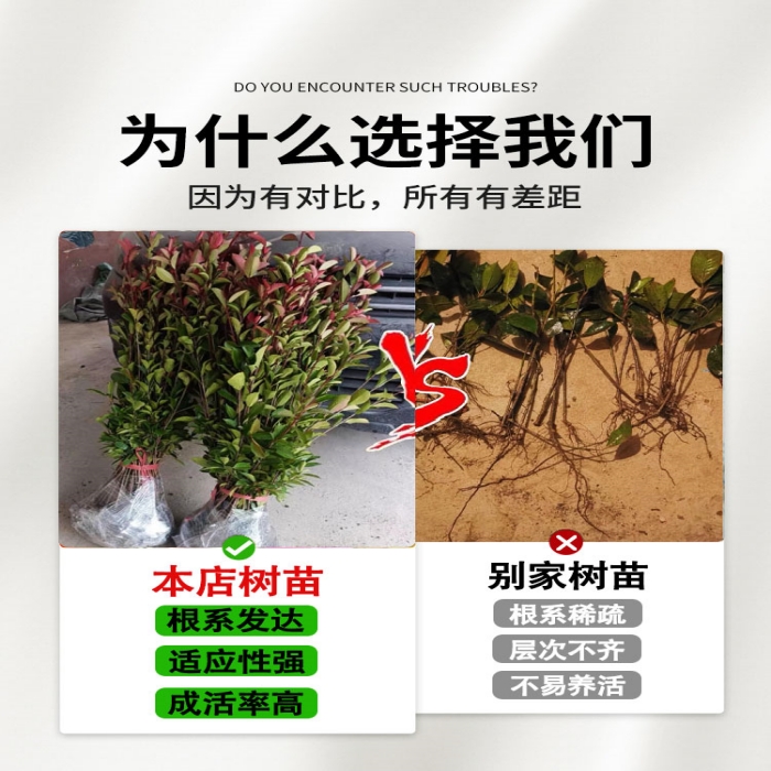 红叶石楠树苗室外四季常青植物庭院花园篱笆绿化工程苗木花卉绿植-图0