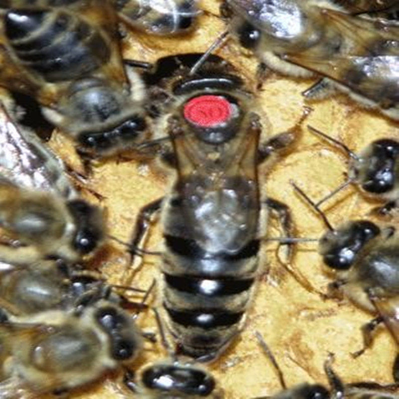 意蜂处王 产卵王 蜂王 蜜王 中蜜一号 卡意 松丹 包邮包活,淘宝优惠券,粉丝福利购,淘宝优惠卷