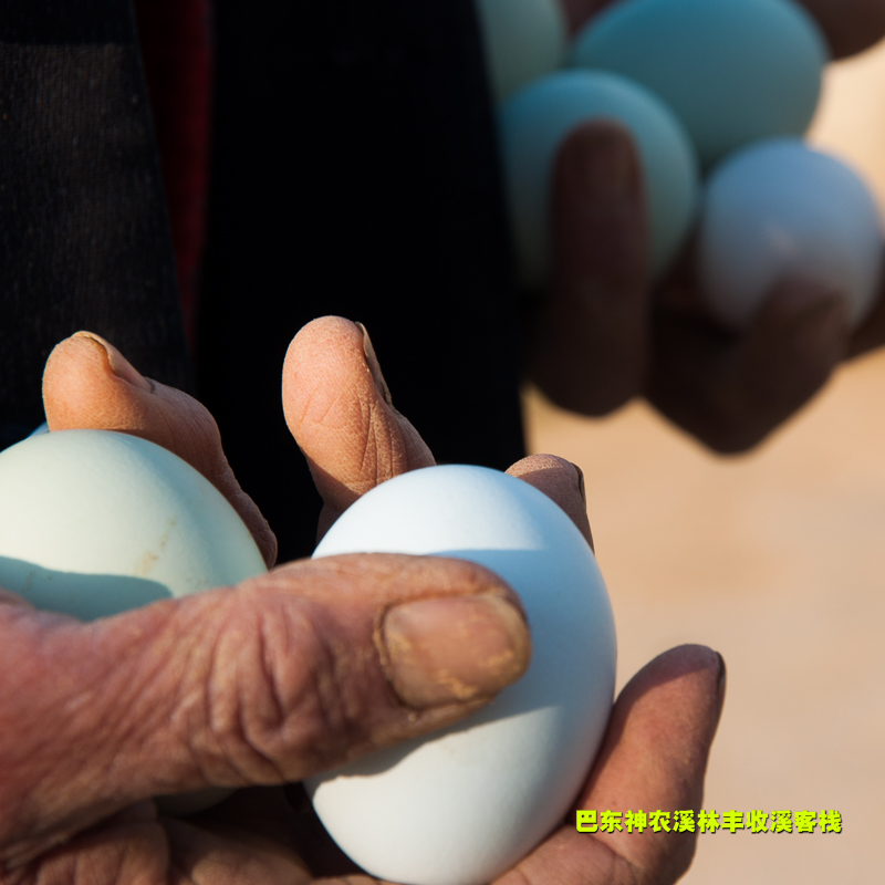湖北恩施特产土鸡蛋高山农家山林散养新鲜柴鸡蛋笨鸡蛋30枚装包邮 - 图3
