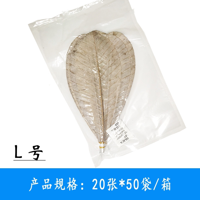 料理干朴叶20片蒲叶烧干燥寿司烧烤摆盘装饰真叶子垫纸包邮 - 图2