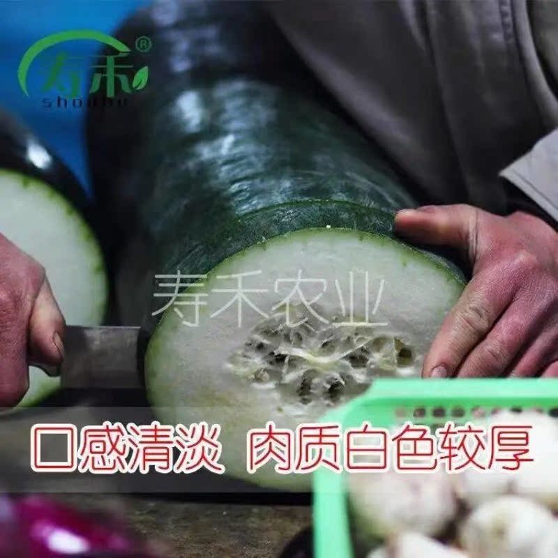 广东黑皮大冬瓜种子种籽苗 特大巨型菜东瓜蔬菜孑迷你四季小香芋 - 图3