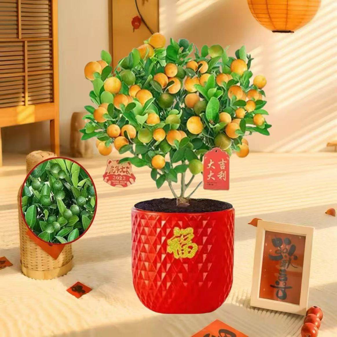 【带青果】四季盆栽带果招财植物脆皮发货室内盆景种植阳台南北方,淘宝优惠券,粉丝福利购,淘宝优惠卷