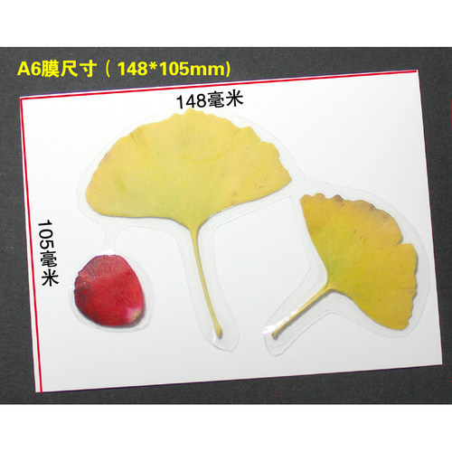 树叶标本塑封膜冷裱膜6寸A4A6手工制作相片相纸植物书签冷表膜 - 图2