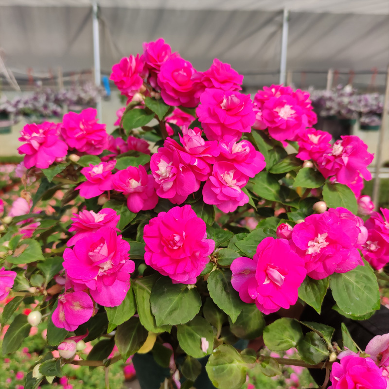 重瓣凤仙花盆栽带花发货水梅花四季开花不断观花植物阳台客厅窗台 - 图1