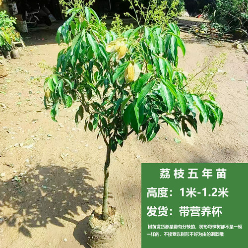 荔枝树果苗无核桂味果树妃子笑嫁接果树苗糯米糍大苗庭院南方种植 - 图3