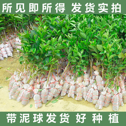 珍珠番石榴树果苗西瓜红苗四季结果嫁接苗果树苗白心红心芭乐树苗 - 图2