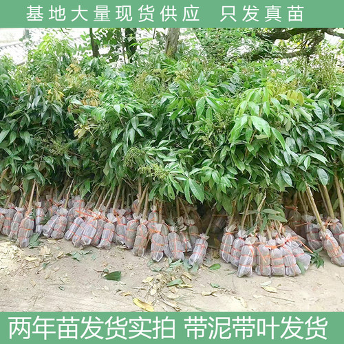 荔枝树果苗无核桂味果树妃子笑嫁接果树苗糯米糍大苗庭院南方种植 - 图1
