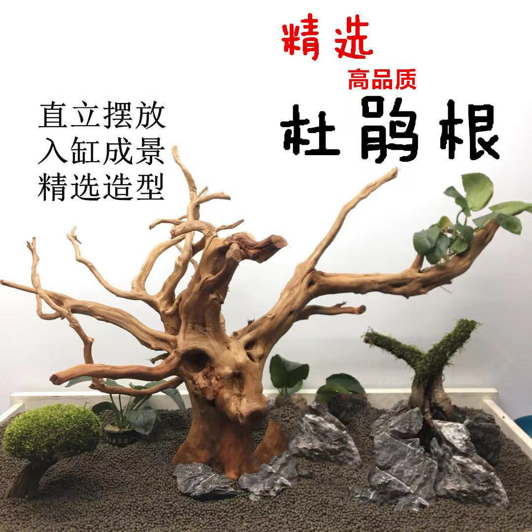 沉木造景水草造景沉木莫斯活体水草秒沉不黄水龟台爬宠箱微景观-图0