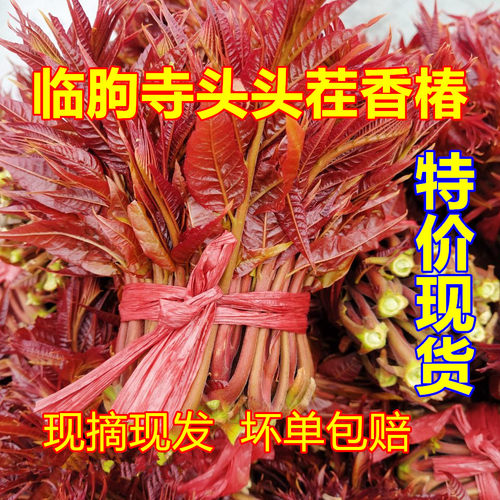 山东沂蒙山头茬露天红香椿嫩头香椿芽新鲜野生蔬菜春3斤包邮现货 - 图1