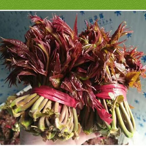 山东沂蒙山头茬露天红香椿嫩头香椿芽新鲜野生蔬菜春3斤包邮现货 - 图2