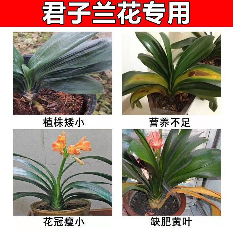 君子兰营养液专用肥兰花促箭防黄叶治烂根家用盆栽植物通用花肥料