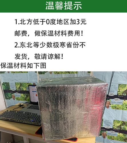 挂墙绿萝盆栽室内壁挂绿箩水培植物花卉好养客厅挂墙上花盆 - 图3