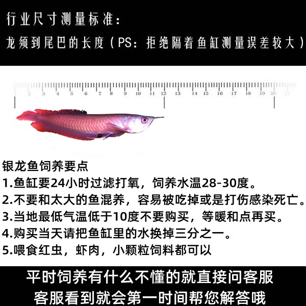 练手银龙鱼活体鱼苗七彩银龙鱼大中型热带观赏鱼黄化红眼白子银龙 - 图1