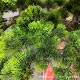 Indoor and outdoor fiberglass simulated welcoming pine-shaped pine trees, floor-to-ceiling decoration of exhibition hall windows, artificial trees and green plant ornaments
