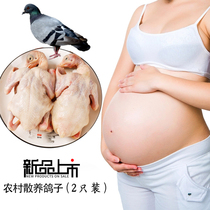 Pigeon 2 only loaded with freshly-slaughtered soup-milk dove pregnant woman baby Miyun farmhouse scattered to eat cereal 2 only