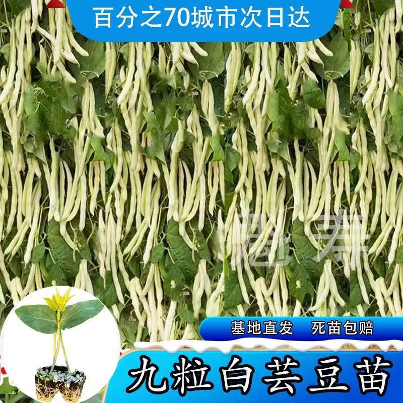 摘不败九粒白芸豆苗蔬菜高产压塌架早熟春秋季四季豆老来少豆角种 - 图0