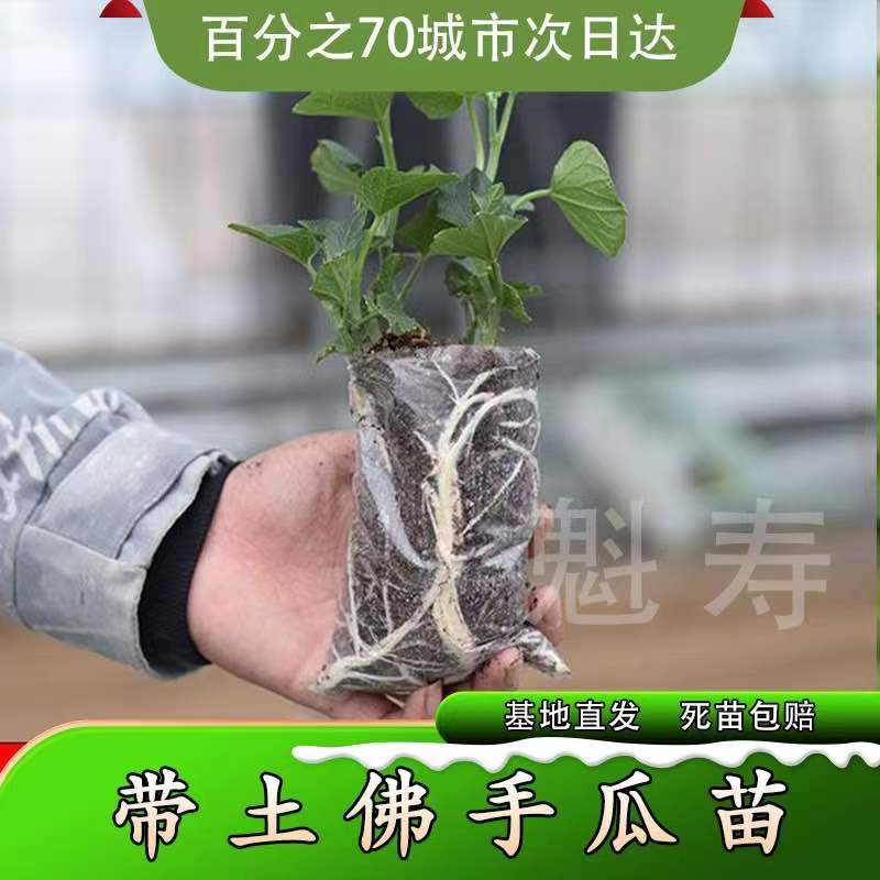 高产佛手瓜种苗春季夏季种植佛手瓜苗阳台庭院田园易种植秧苗包邮 - 图1