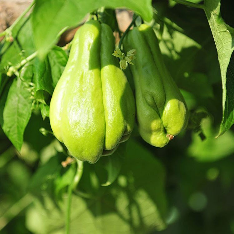 佛手瓜种子种籽扶手瓜种瓜苗四季种植盆栽蔬菜种苗孑新鲜农家自 - 图1