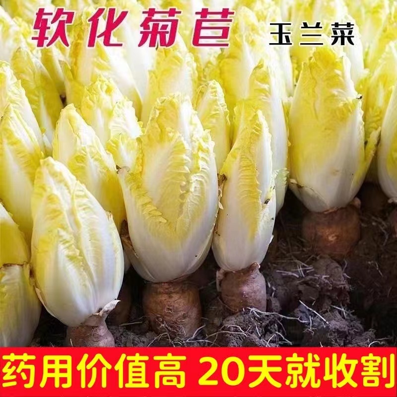 基地货源软化菊苣根活体金玉兰菜黄芽球耐寒冷阳台盆栽蔬菜根苗 - 图1