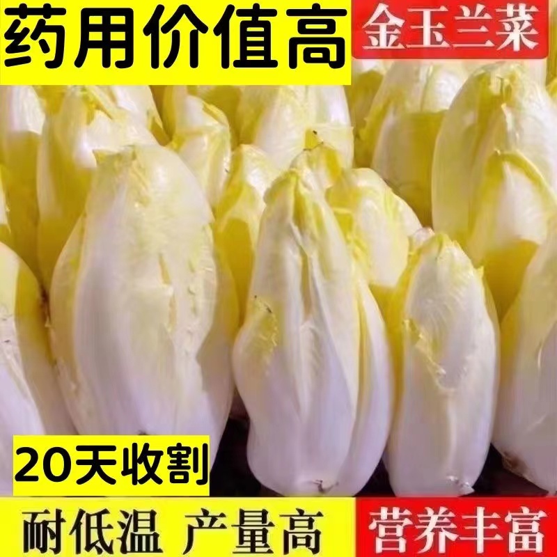 基地货源软化菊苣根活体金玉兰菜黄芽球耐寒冷阳台盆栽蔬菜根苗 - 图0