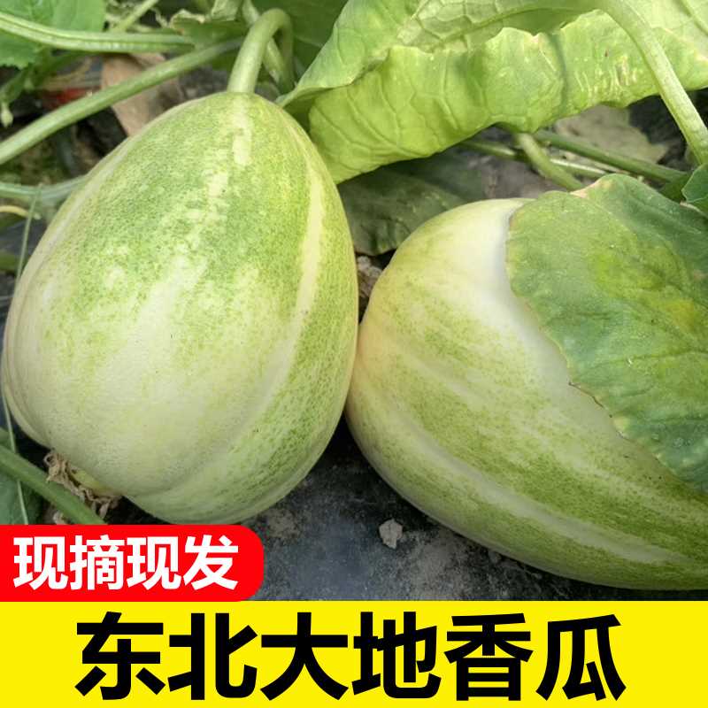 东北香瓜京密小甜瓜10新鲜时令应当季水果整箱5斤脆皮孕妇白糖罐 - 图2