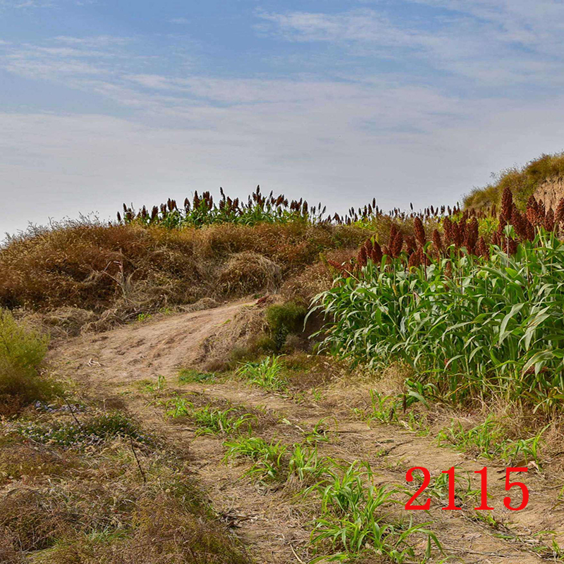 主播背景布3d立体果园果树红高梁玉米地直播背景布田园风景背景墙